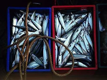 アイビス スタイルス ウイストラム 3*